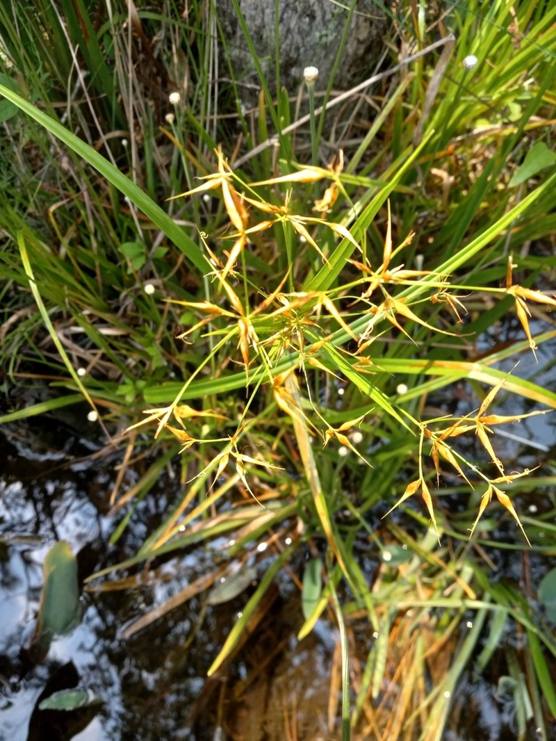Broadfruit Horned Beaksedge photo 4
