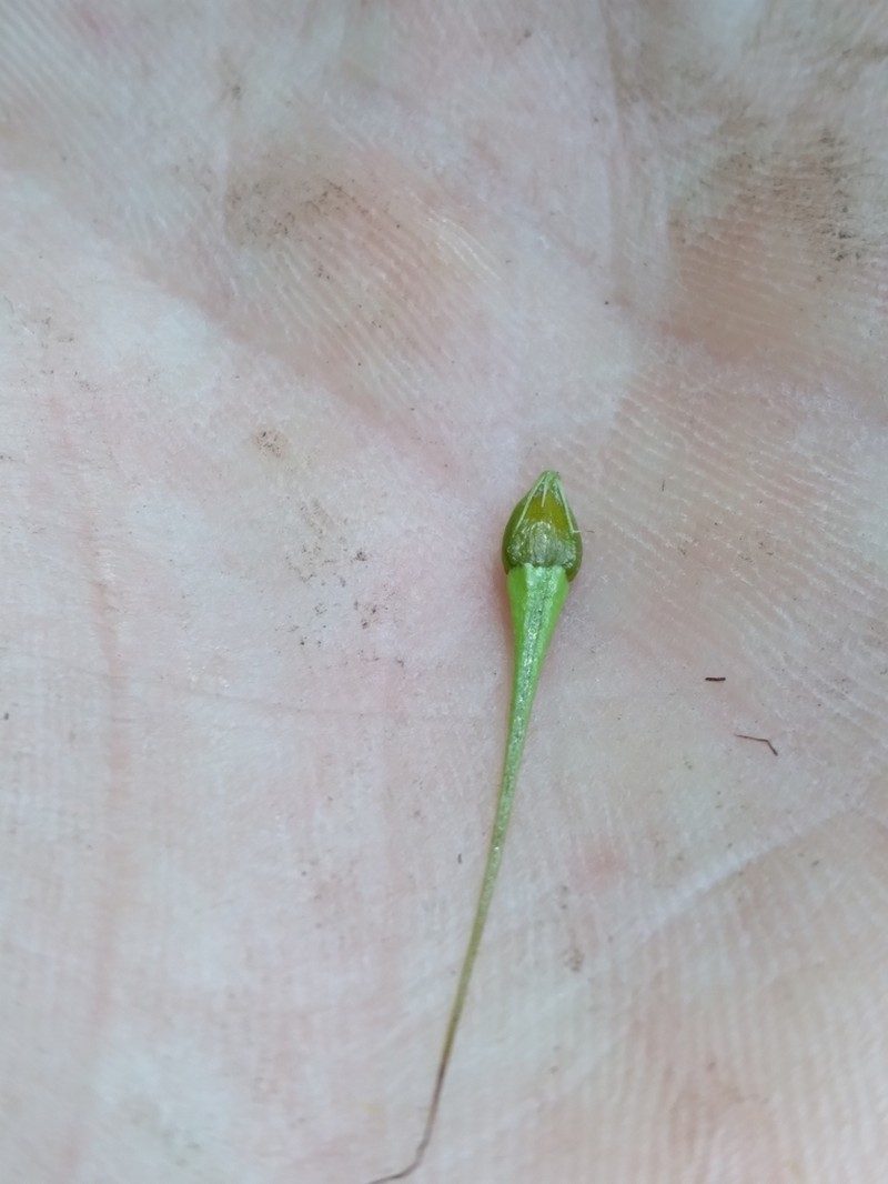 Broadfruit Horned Beaksedge photo 5