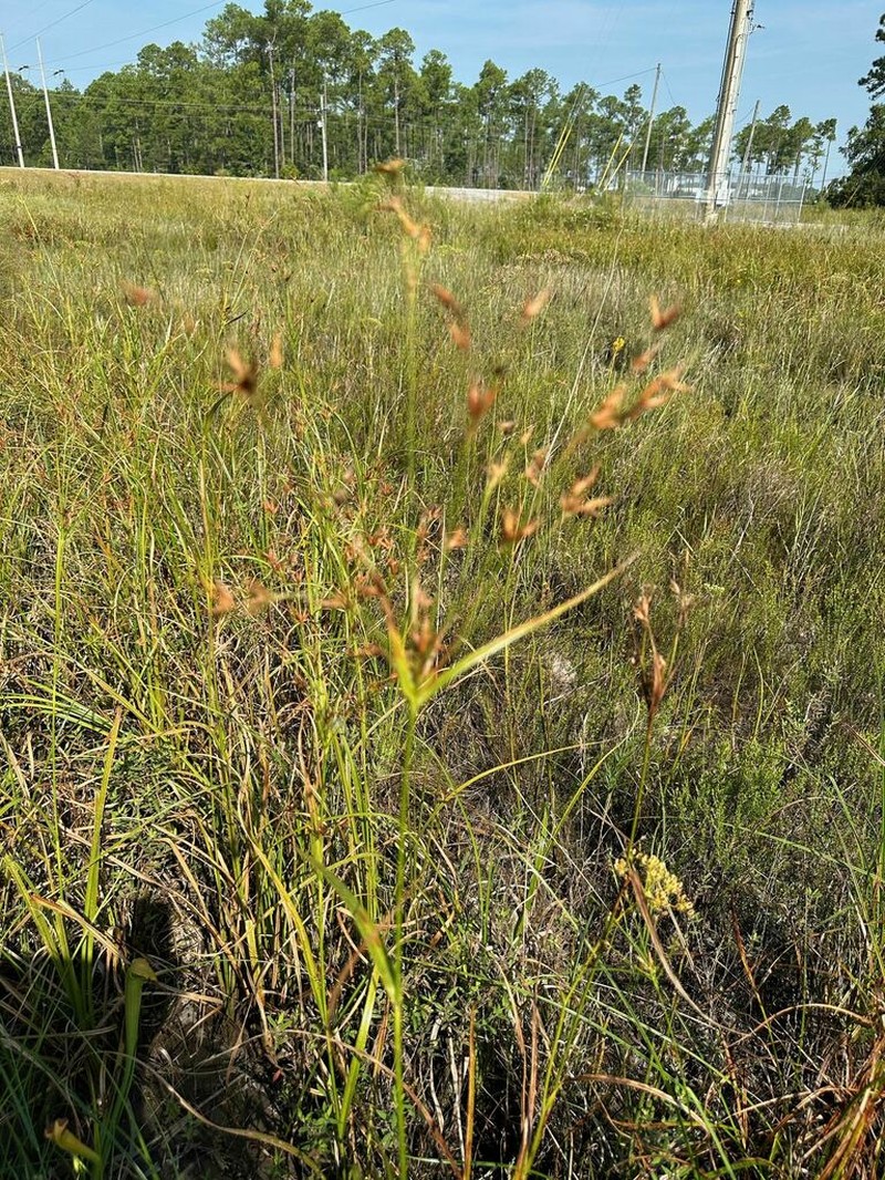 Broadfruit Horned Beaksedge photo 6