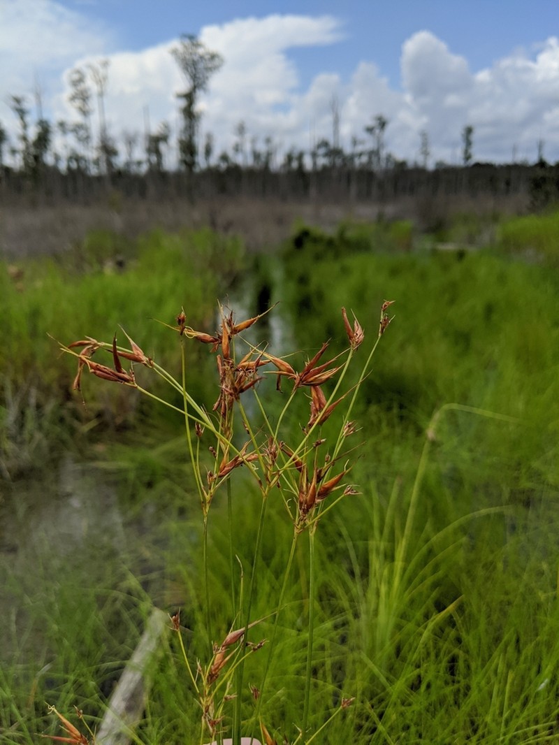 Broadfruit Horned Beaksedge photo 7