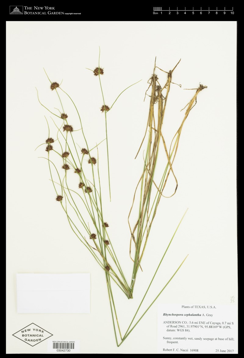 Bunched Beaksedge photo 2