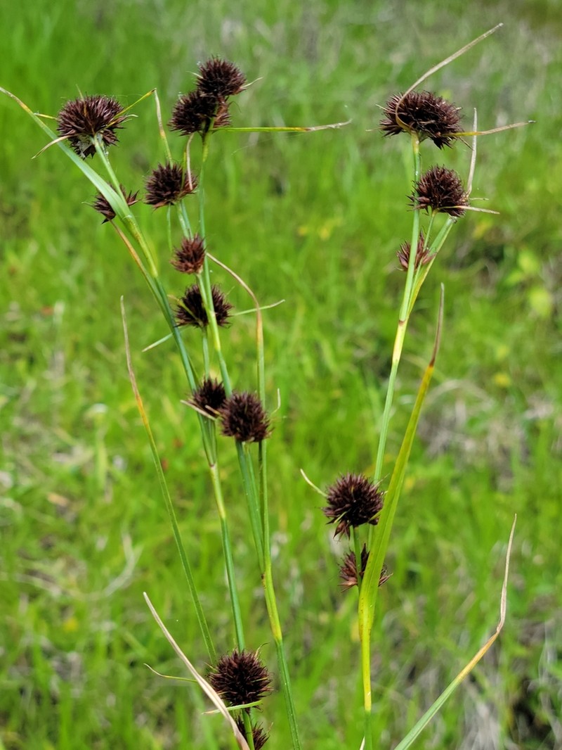 Bunched Beaksedge photo 4