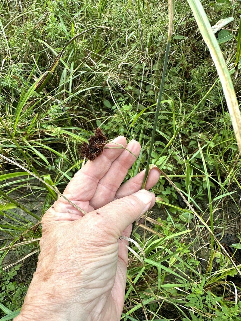 Bunched Beaksedge photo 7