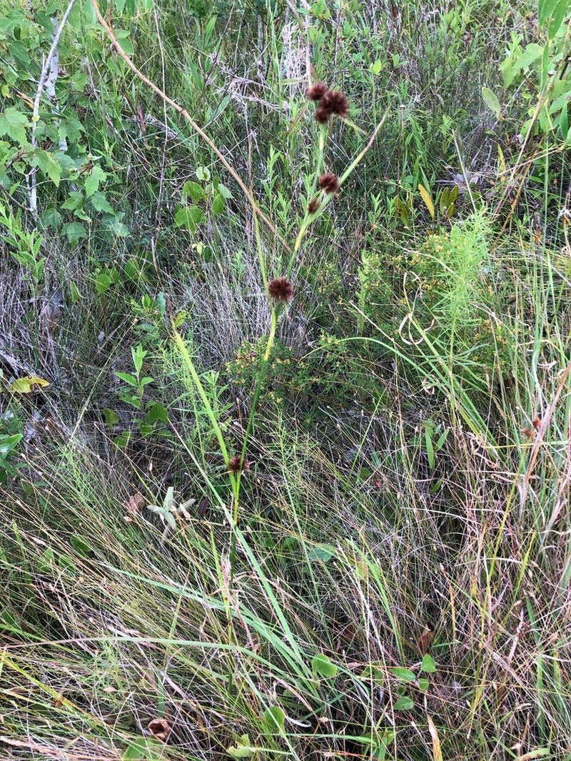 Bunched Beaksedge photo 8
