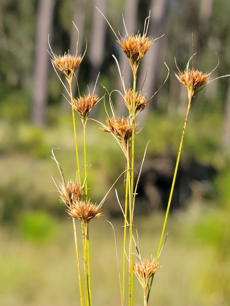 Chapman's Beaksedge