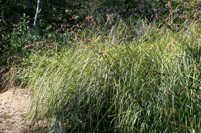 Spiked Beaksedge photo 2