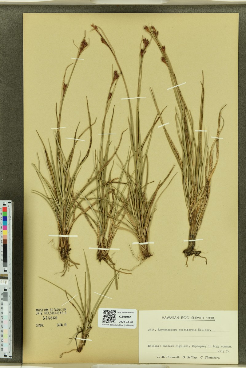 Spiked Beaksedge