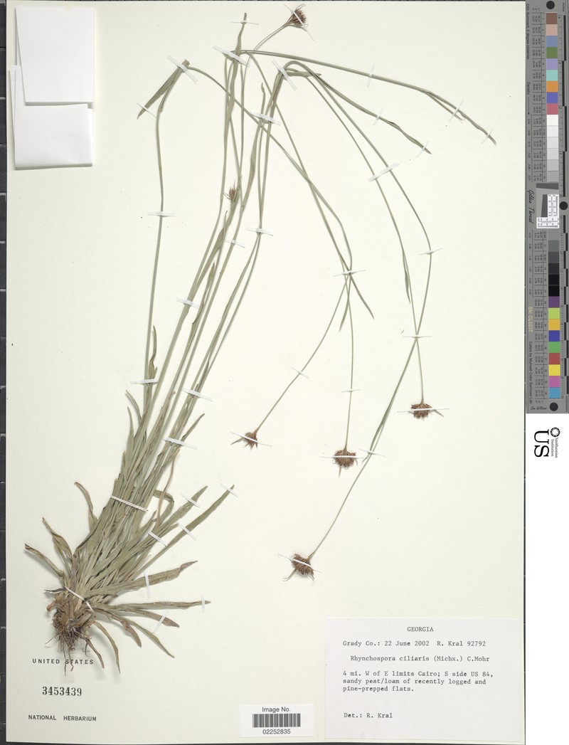 Fringed Beaksedge