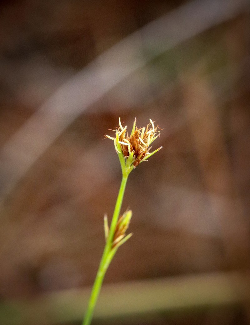 Fringed Beaksedge photo 3