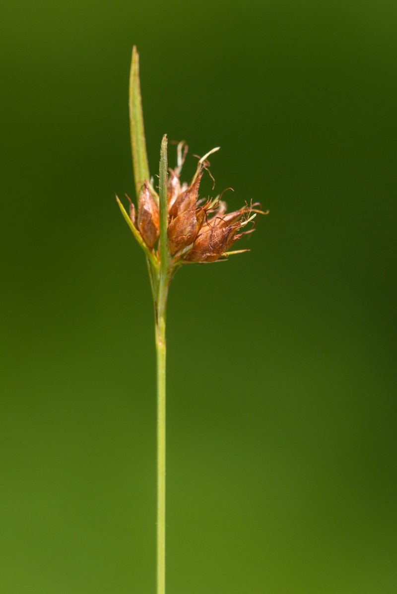 Fringed Beaksedge photo 6