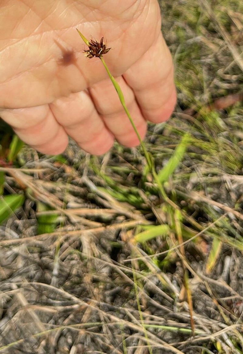 Fringed Beaksedge photo 7
