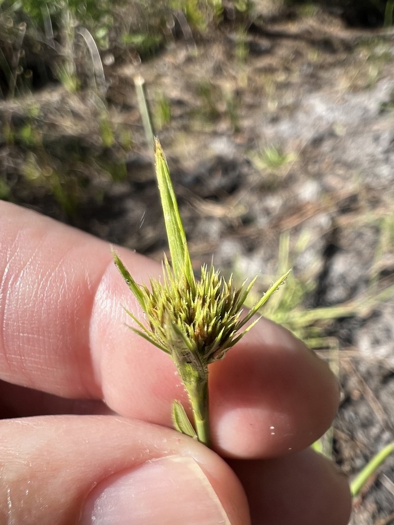 Fringed Beaksedge photo 8