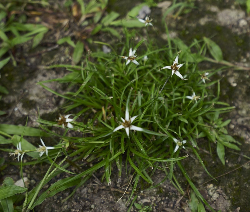 Yerba De Estrella photo 3