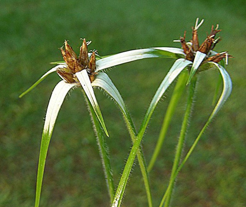 Yerba De Estrella