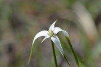 Starrush Whitetop