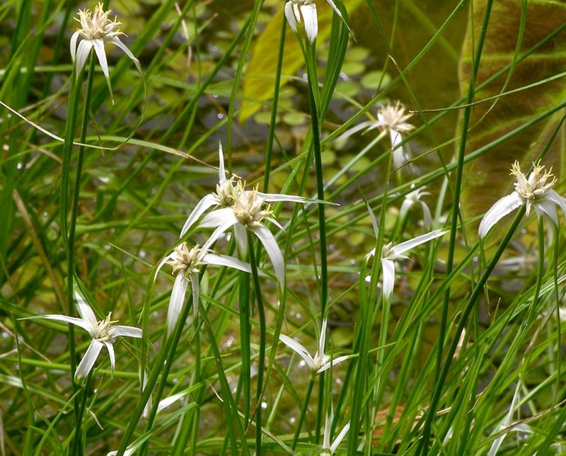 Starrush Whitetop photo 3