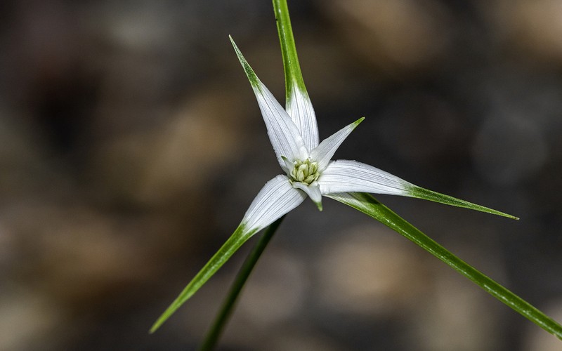 Starrush Whitetop photo 4