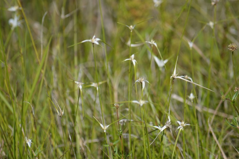 Starrush Whitetop photo 6