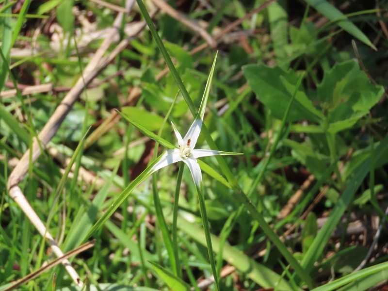 Starrush Whitetop photo 7