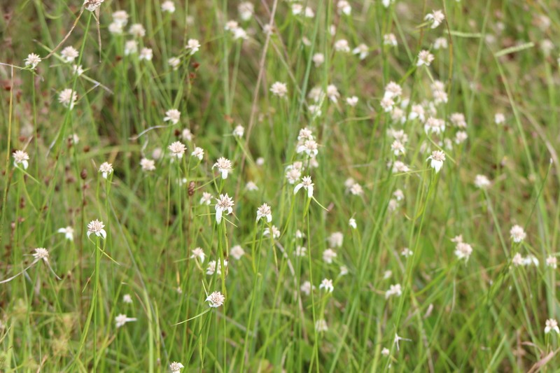Starrush Whitetop photo 8