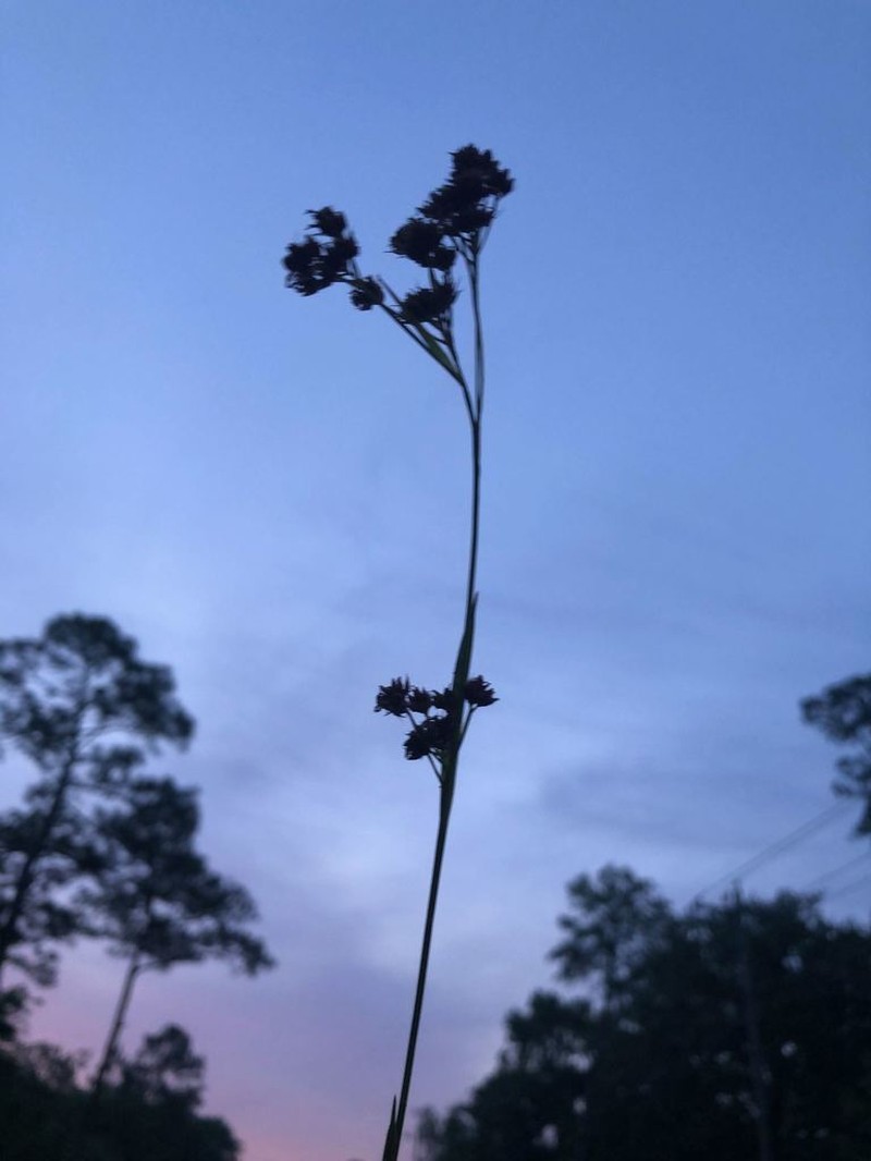 Flatfruit Beaksedge photo 5