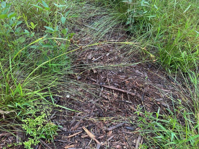 Flatfruit Beaksedge photo 7