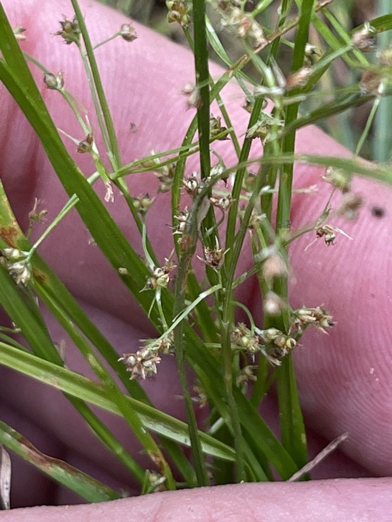 Tropical Beaksedge