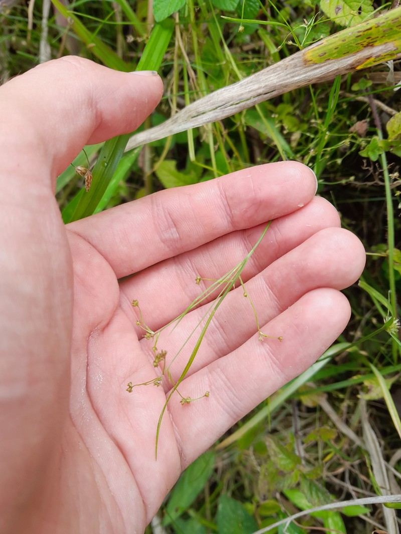 Tropical Beaksedge photo 4