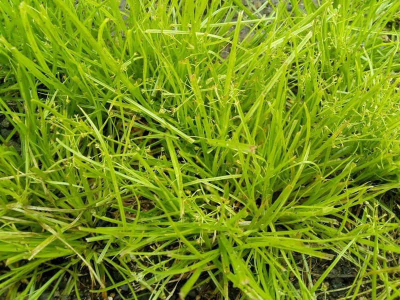 Tropical Beaksedge photo 5
