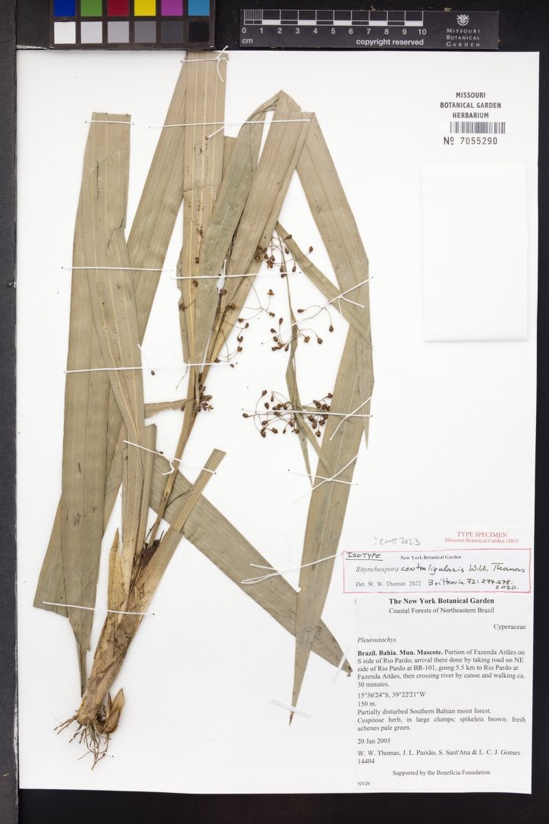 Rhynchospora contraligularis