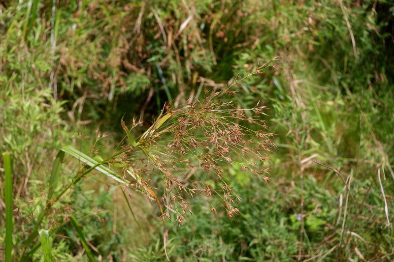 Shortbristle Horned Beaksedge photo 3
