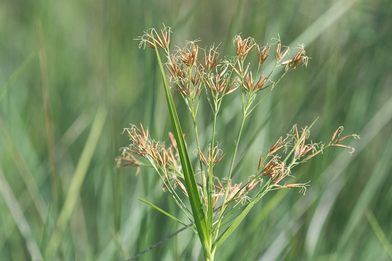 Shortbristle Horned Beaksedge photo 4