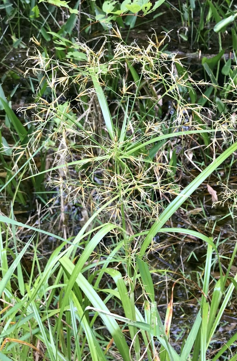 Shortbristle Horned Beaksedge photo 8
