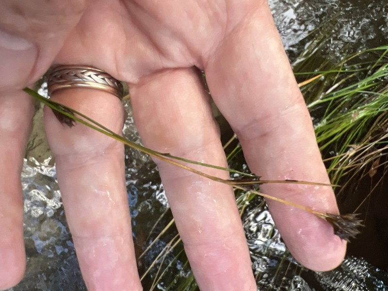 Mosquito Beaksedge photo 2
