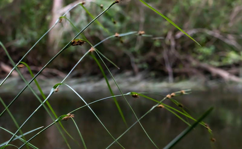 Mosquito Beaksedge photo 3