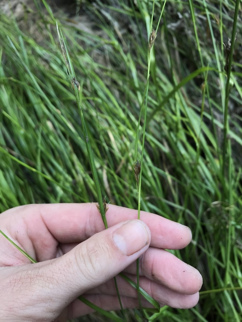 Mosquito Beaksedge photo 6