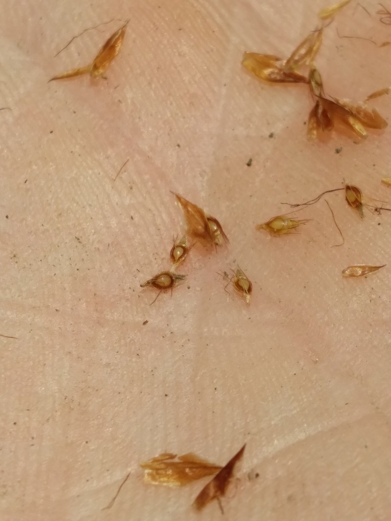 Mosquito Beaksedge photo 8