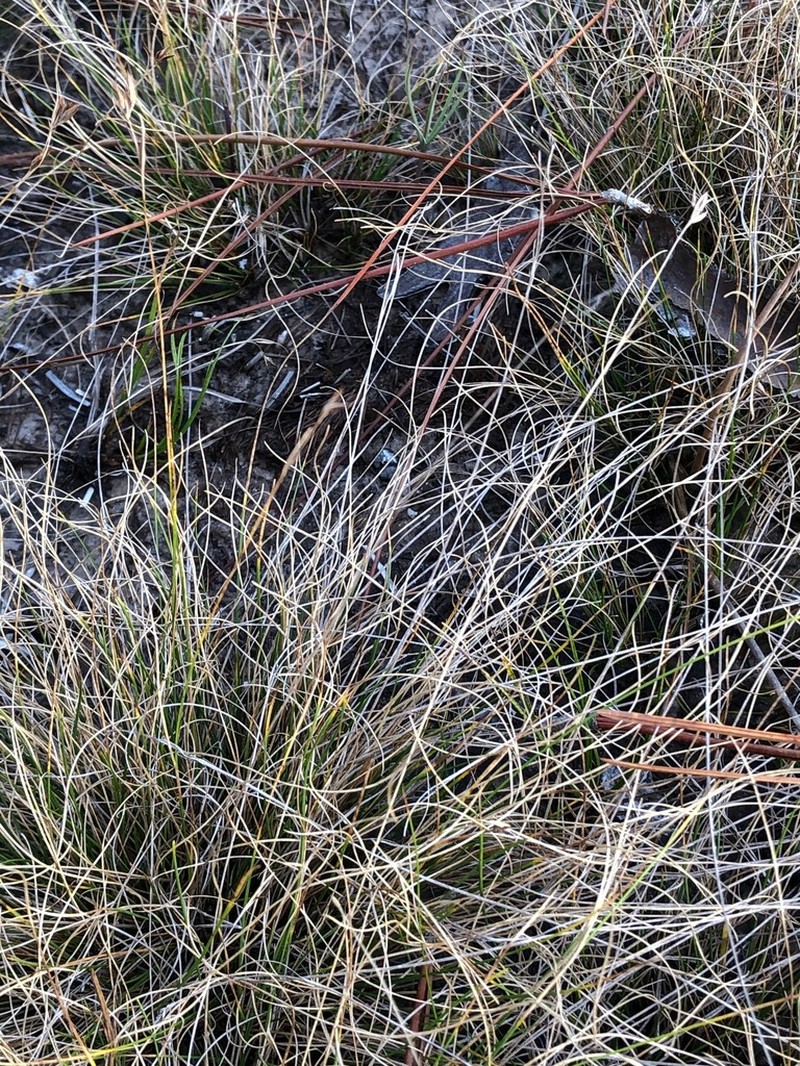 Curtiss' Beaksedge photo 4