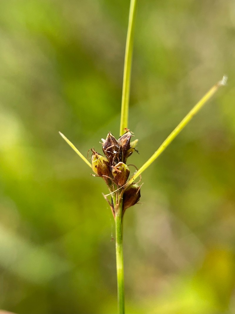 Savannah Beaksedge photo 7