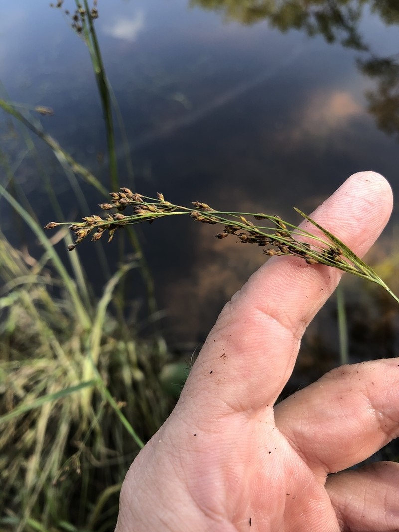 Swampforest Beaksedge photo 2