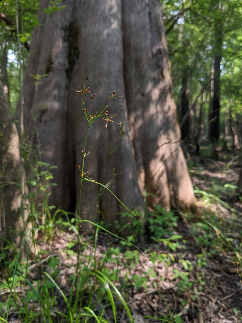 Swampforest Beaksedge photo 3