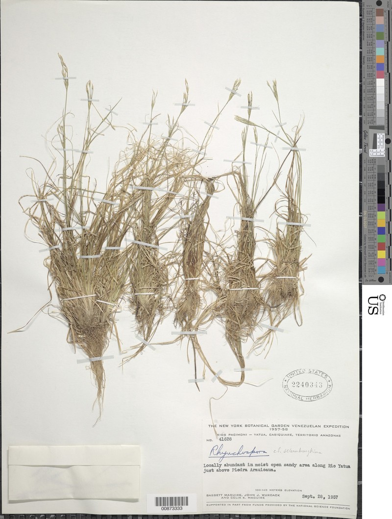 Quill Beak Sedge