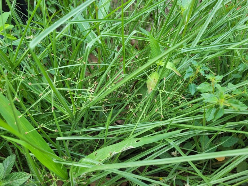 Hairy Beaksedge photo 4