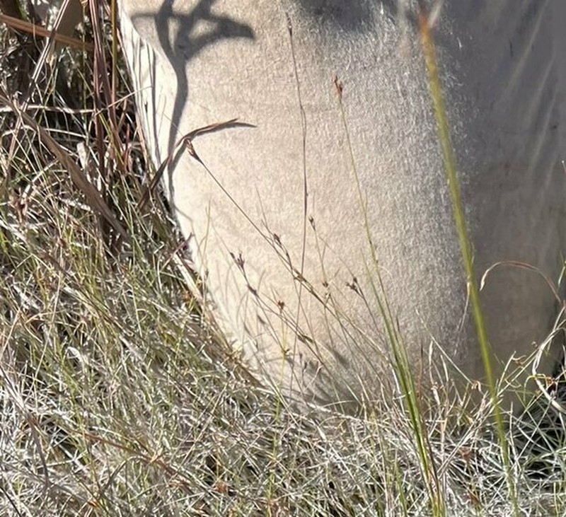 Spreading Beaksedge photo 2