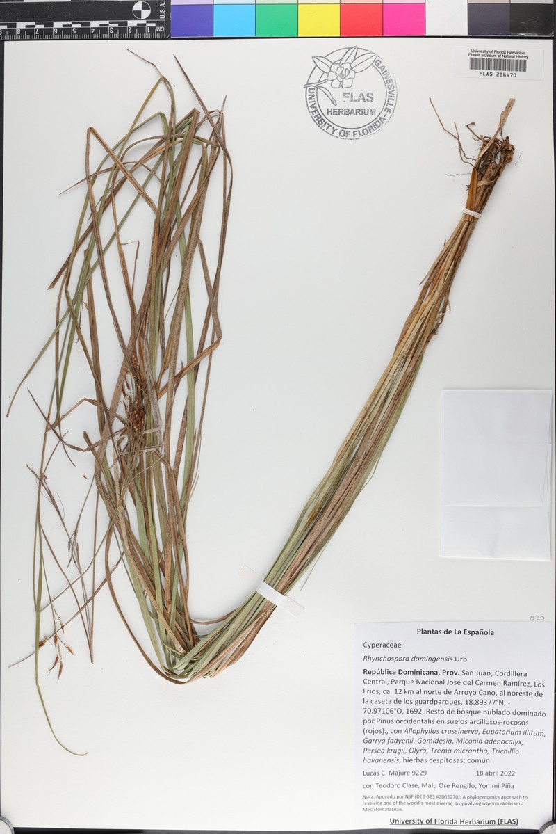 Long-Leaf Beak Sedge