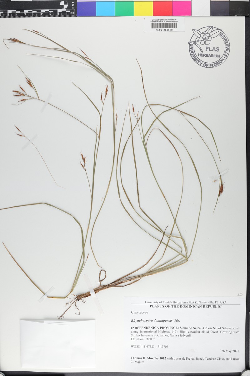 Long-Leaf Beak Sedge photo 2