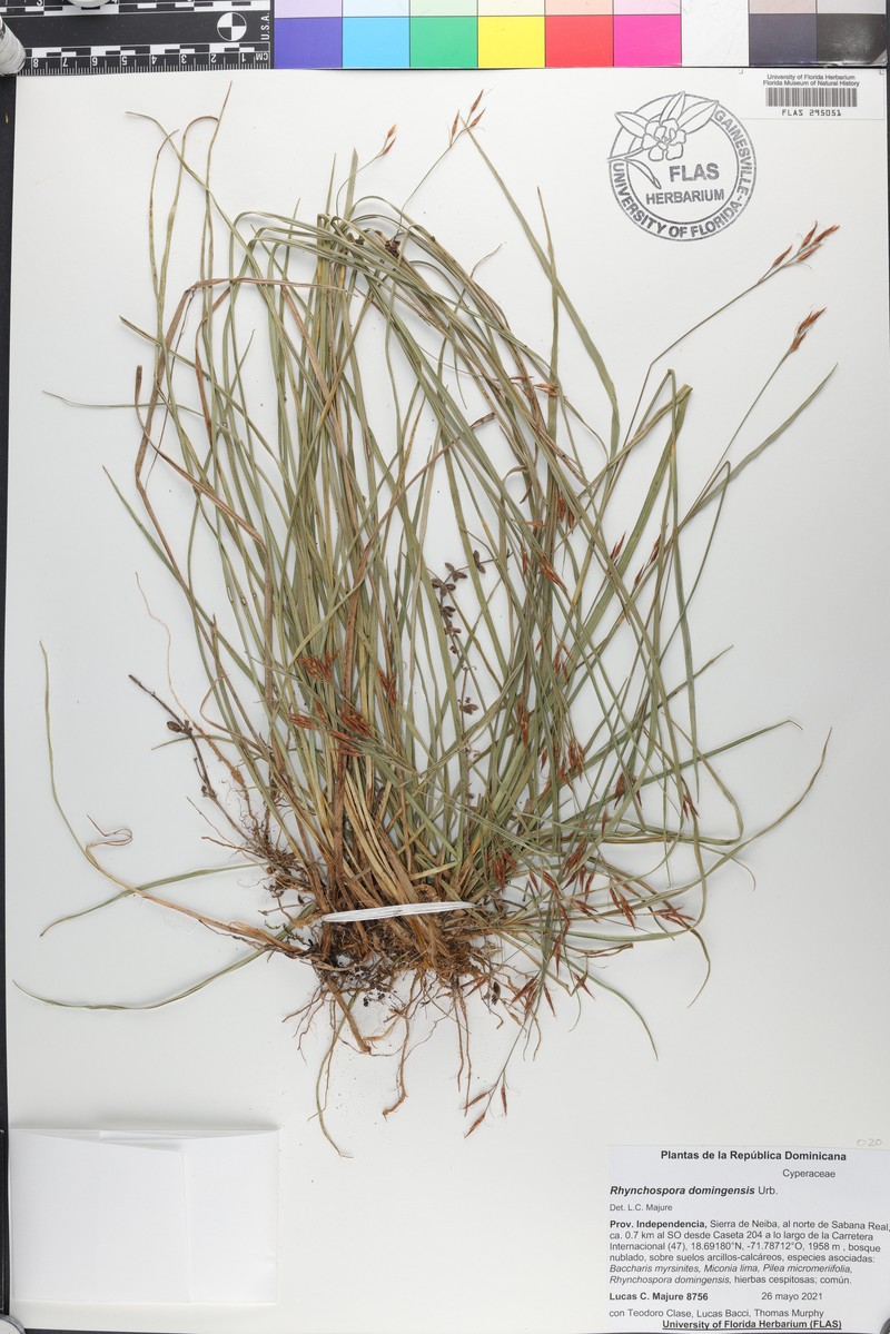 Long-Leaf Beak Sedge photo 3
