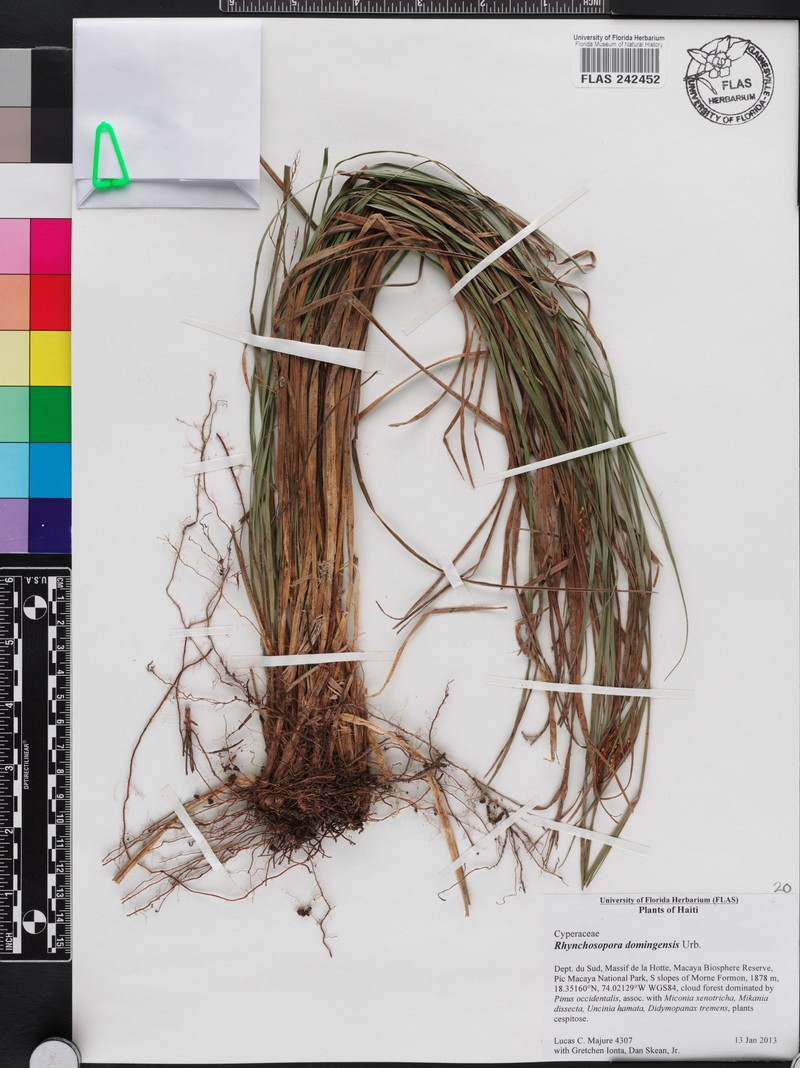 Long-Leaf Beak Sedge photo 4