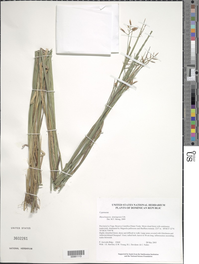 Long-Leaf Beak Sedge photo 5