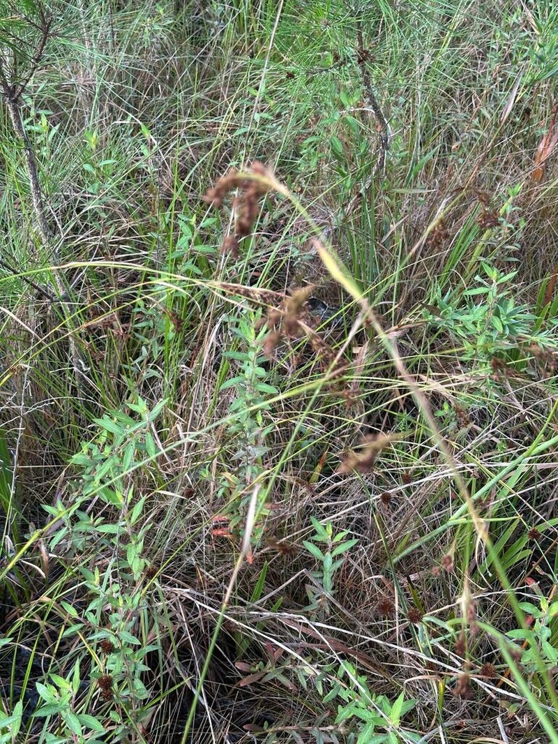 Elliott's Beaksedge photo 4